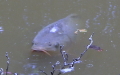 Cyprinus carpio -  5. Fund