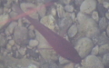 Ordnung Kurtiformes (Jordan, 1923)