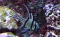 Familie Apogonidae (Bonaparte, 1846)