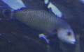 Ordnung Labriformes (Kaufmann & Liem, 1982) 
