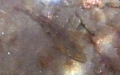 Ordnung Labriformes (Kaufmann & Liem, 1982) 