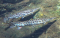 Lepisosteus oculatus (Winchell, 1864)