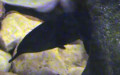 Familie Mormyridae (Bonaparte, 1832)