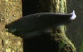 Familie Notopteridae (Bleeker, 1859)