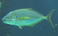 Familie Carangidae (Rafinesque, 1815)