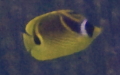 Familie Chaetodontidae (Rafinesque, 1810)