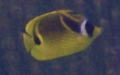 Gattung Chaetodon (Linnæus, 1758)