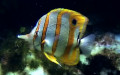 Familie Chaetodontidae (Rafinesque, 1810)