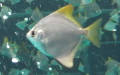 Familie Monodactylidae (Jordan & Evermann, 1883)