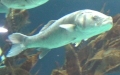 Familie Moronidae (Jordan & Evermann, 1896)
