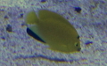 Familie Pomacanthidae (Cockerell, 1915)