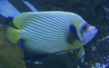Familie Pomacanthidae (Cockerell, 1915)