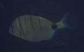 Familie Sparidae (Rafinesque, 1810)