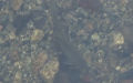 Ordnung Salmoniformes (Bleeker, 1859)