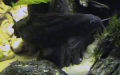 Familie Mochokidae (Jordan, 1923)