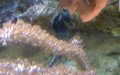 Ordnung Syngnathiformes (Nelson, 1994)