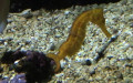Ordnung Syngnathiformes (Nelson, 1994)