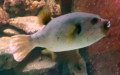 Familie Tetraodontidae (Bonaparte, 1832)