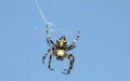 Gattung Araneus (Clerck, 1757)