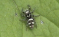 Familie Salticidae (Blackwall, 1842)