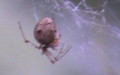 Parasteatoda tepidariorum -  1. Fund