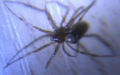 Steatoda triangulosa -  1. Fund