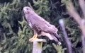 Buteo buteo - 10. Fund