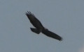 Buteo buteo - 11. Fund