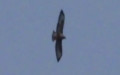 Buteo buteo -  3. Fund