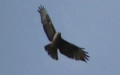 Buteo buteo -  4. Fund
