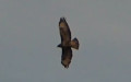 Buteo buteo -  9. Fund