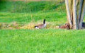 Branta canadensis -  1. Fund