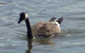 Branta canadensis -  2. Fund