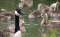 Branta canadensis -  3. Fund
