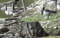 Branta leucopsis -  2. Fund