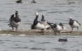 Branta leucopsis -  3. Fund
