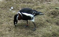 Branta ruficollis -  1. Fund