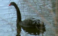 Cygnus atratus -  1. Fund