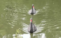 Cygnus atratus (Latham, 1790)