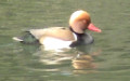 Netta rufina -  1. Fund (Männchen)