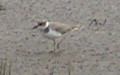 Ordnung Charadriiformes (Huxley 1867)