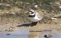 <a href='picture.php?/9458/category/3307'>Charadrius hiaticula - 2. Fund</a> Charadrius hiaticula - 2. Fund