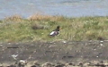 Haematopus ostralegus -  3. Fund