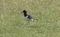 Haematopus ostralegus -  4. Fund