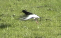 Haematopus ostralegus -  4. Fund