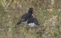 Haematopus ostralegus -  6. Fund