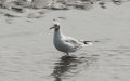 Chroicocephalus (Larus) ridibundus (Linnæus, 1766)