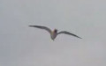 Larus argentatus -  3. Fund