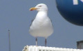 Larus argentatus -  4. Fund