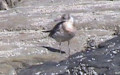 Larus argentatus -  5. Fund (Jungvogel)